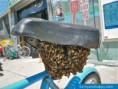 /album/stipne-a-srandovni-obrazky/bees-swarm-under-the-seat%2c-bienen-schwarm-unter-dem-sitz%2c-les-abeilles-essaim-sous-le-si%c3%a8ge-jpg/